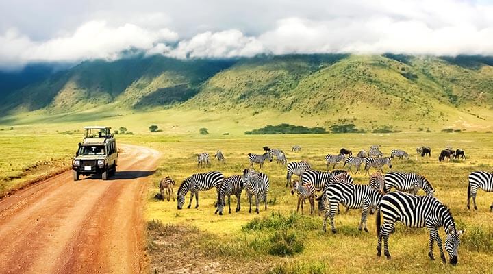 A safari tour jeep in africa driving past a group of grazing zebra.