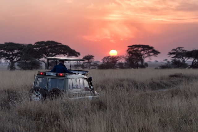 Safari vehicle in tall grass with acacia trees silhouetted against a vibrant orange sunset
